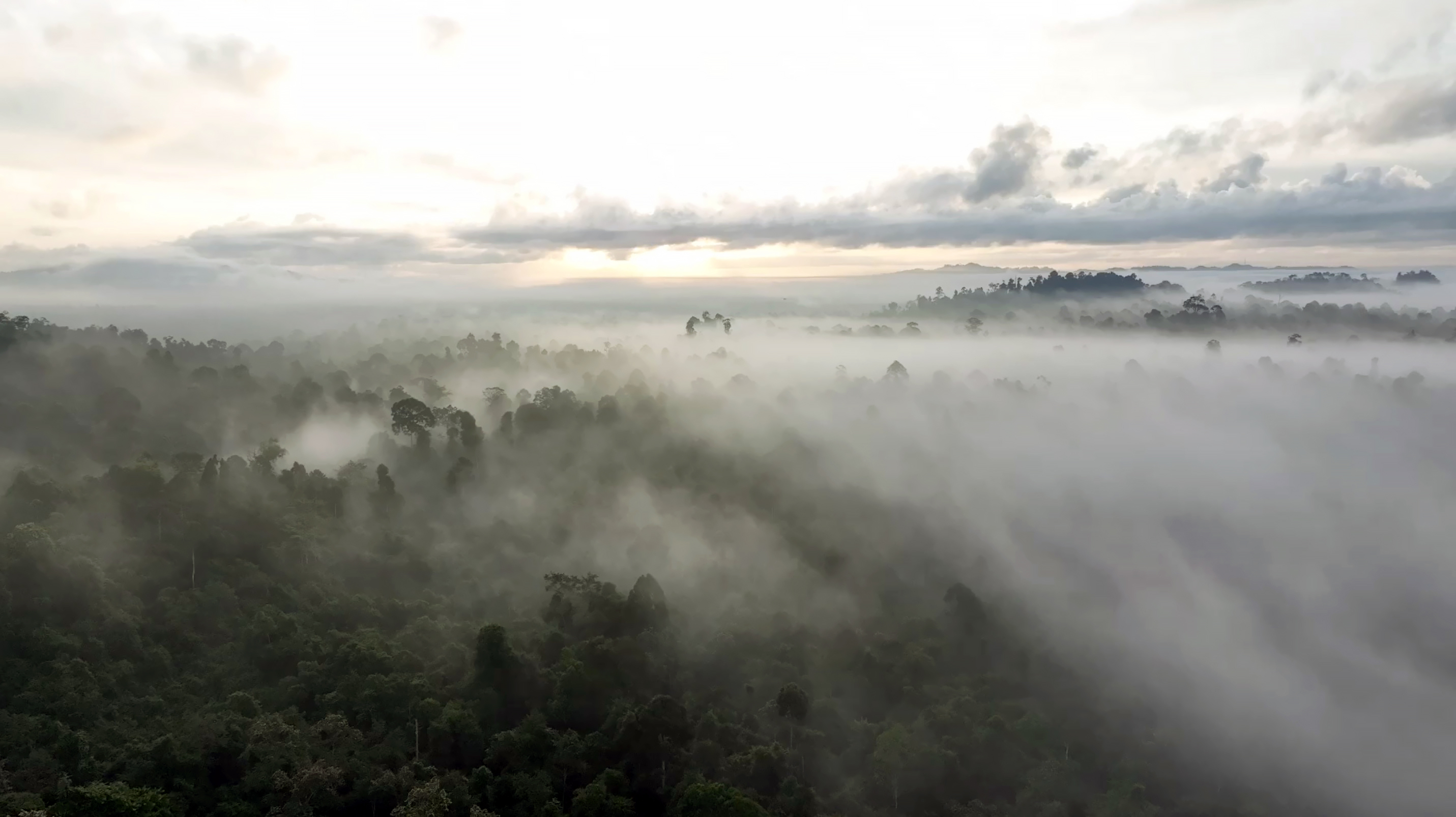 Borneo: Imepärane mets