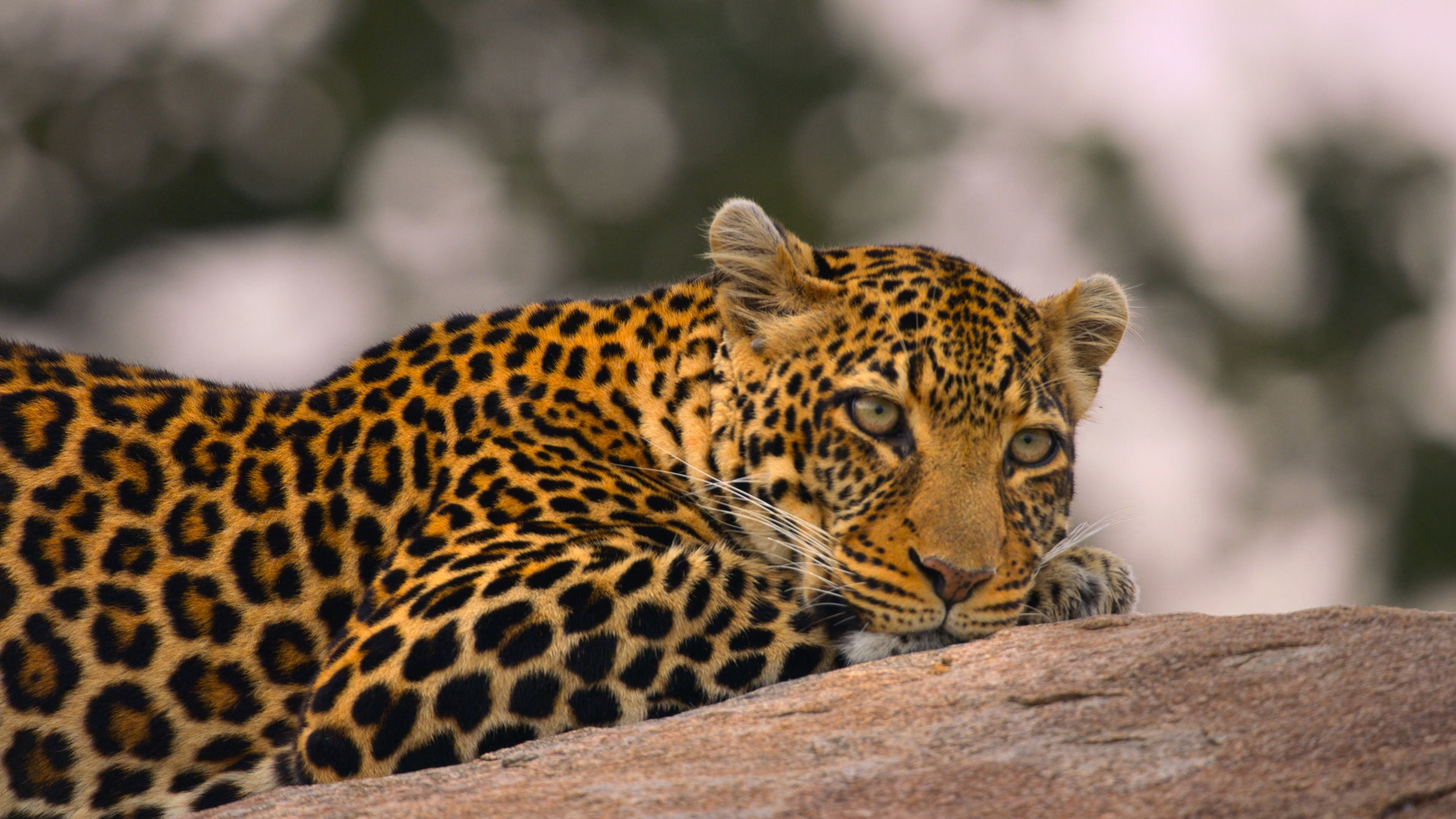 Aafrika imelised liigid